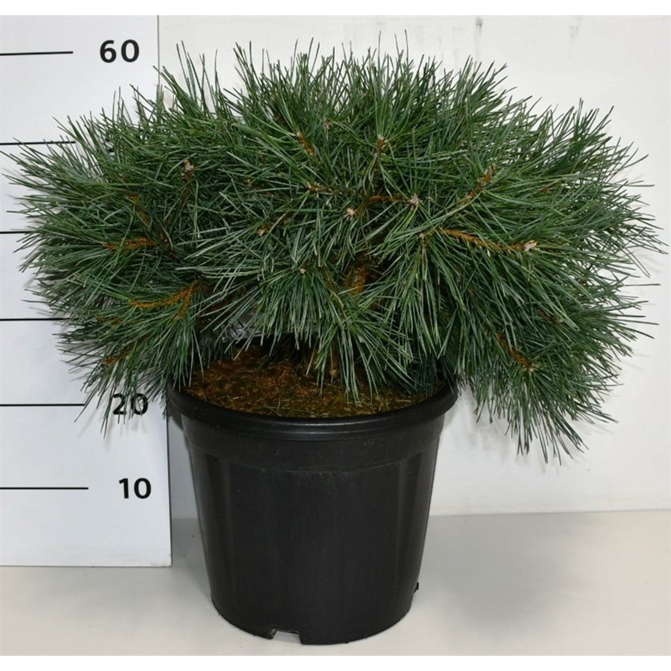 Tall – Pinus sylvestris 'Repens' - C13 40-50 cm.